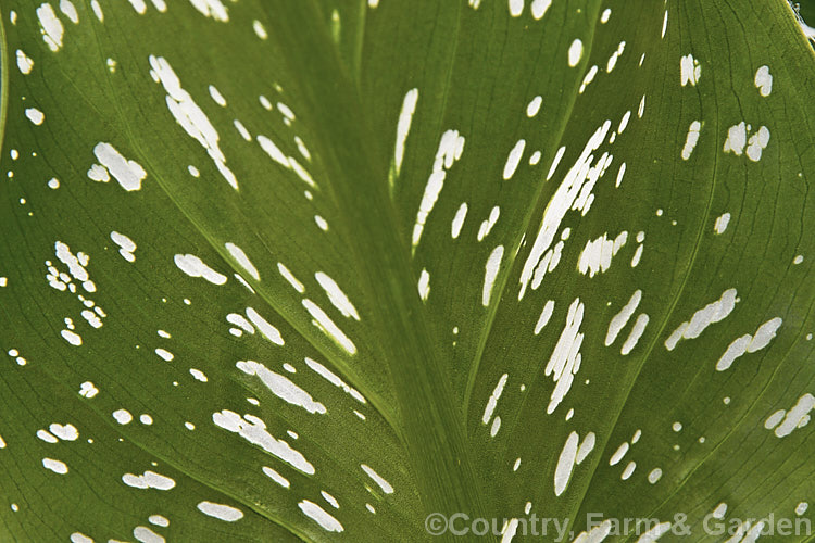 The underside of a Zantedeschia x hybrida cultivar. These. Calla. Lilies often have small translucent patches on their foliage, giving them a white-speckled appearance.