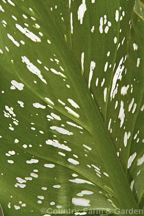 The underside of a Zantedeschia x hybrida cultivar. These. Calla. Lilies often have small translucent patches on their foliage, giving them a white-speckled appearance.