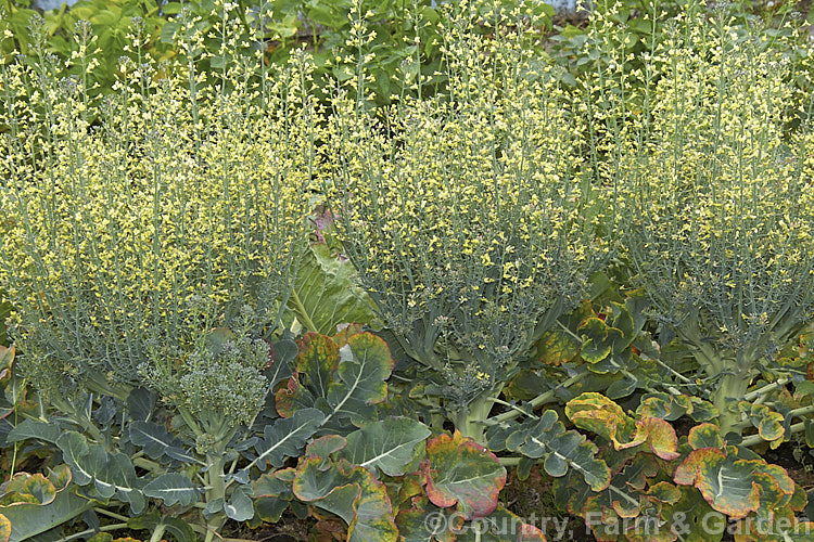 Broccoli (<i>Brassica oleracea - Botrytis Group</i>), a cabbage family vegetable grown for its edible flower bud head. Broccoli is widely regarded as the most nutritious of the brassicas. These plants have been allowed to flower as they are being grown for seed production