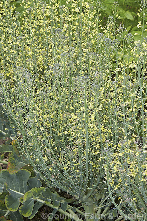 Broccoli (<i>Brassica oleracea - Botrytis Group</i>), a cabbage family vegetable grown for its edible flower bud head. Broccoli is widely regarded as the most nutritious of the brassicas. These plants have been allowed to flower as they are being grown for seed production