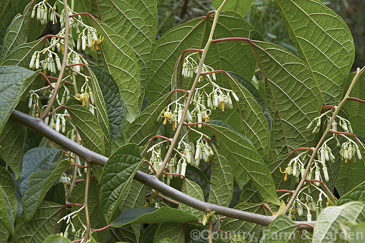 Alangium platanifolium var. macrophyllum, a larger-leafed and broader variety of a Japanese and Korean deciduous tree that can grow to 17m tall It has an attractive tiered growth and habit, with attractive foliage and clusters of small white flowers. alangium-2249htm'>Alangium.