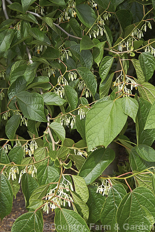 Alangium platanifolium var. macrophyllum, a larger-leafed and broader variety of a Japanese and Korean deciduous tree that can grow to 17m tall It has an attractive tiered growth and habit, with attractive foliage and clusters of small white flowers. alangium-2249htm'>Alangium.