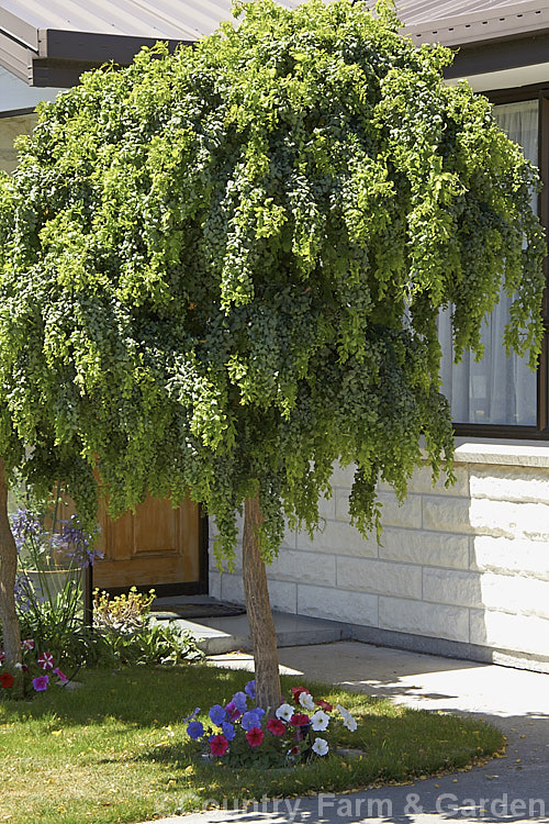 Robinia pseudoacacia 'Lace Lady' (syn 'Twisty. Baby'), a compact cultivar of the Black or Yellow Locust or False Acacia that has twisted foliage that usually displays more of the blue-green underside of the leaf than the bright green upper surface. The stems are sharply angled at the nodes and can be a feature in winter when the foliage has dropped 'Lace Lady' is usually grafted to form a slightly weeping ball-headed standard. robinia-2218htm'>Robinia.