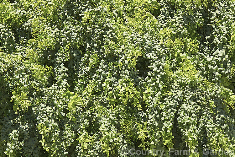 Robinia pseudoacacia 'Lace Lady' (syn 'Twisty. Baby'), a compact cultivar of the Black or Yellow Locust or False Acacia that has twisted foliage that usually displays more of the blue-green underside of the leaf than the bright green upper surface. The stems are sharply angled at the nodes and can be a feature in winter when the foliage has dropped 'Lace Lady' is usually grafted to form a slightly weeping ball-headed standard. robinia-2218htm'>Robinia.