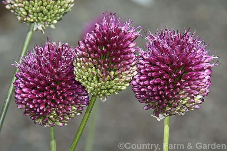 Round-headed. Leek (<i>Allium sphaerocephalum</i>), an ornamental. Allium bulb found in southern Europe, North Africa and western Asia. It is cultivated for its showy, rounded flowerheads, which are borne on stems up to 90cm tall and open in summer. allium-2045htm'>Allium.