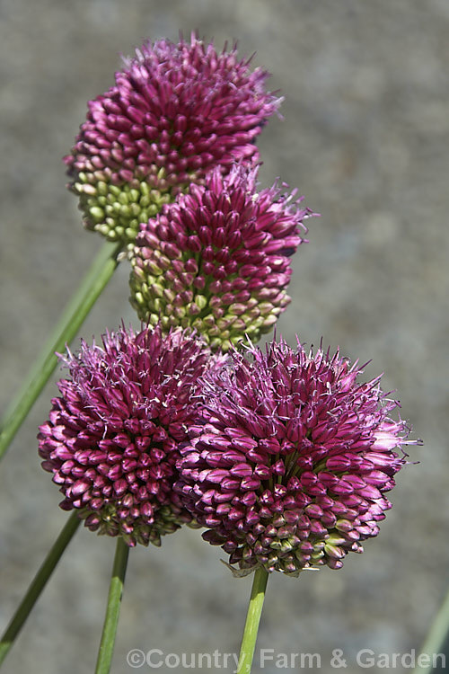 Round-headed. Leek (<i>Allium sphaerocephalum</i>), an ornamental. Allium bulb found in southern Europe, North Africa and western Asia. It is cultivated for its showy, rounded flowerheads, which are borne on stems up to 90cm tall and open in summer. allium-2045htm'>Allium.