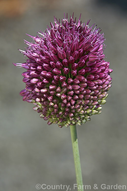 Round-headed. Leek (<i>Allium sphaerocephalum</i>), an ornamental. Allium bulb found in southern Europe, North Africa and western Asia. It is cultivated for its showy, rounded flowerheads, which are borne on stems up to 90cm tall and open in summer. allium-2045htm'>Allium.