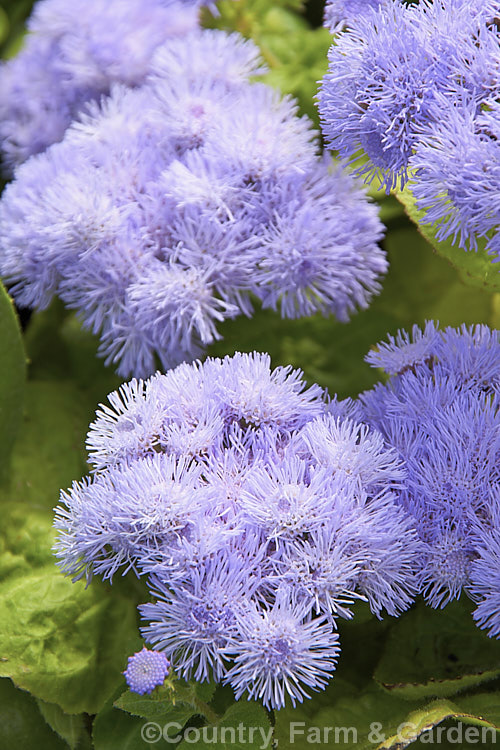 <i>Ageratum houstonianum</i> 'Neptune Blue', a popular compact, long-flowering cultivar of this summer-flowering annual that originated in Central America and the West Indies 'Neptune Blue' has pale blue flowers and grows to around 50 cm high and wide. Order: Asterales, Family: Asteraceae