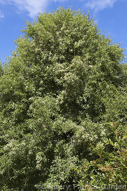 Hungere (<i>Hoheria angustifolia</i>), a large evergreen, summer-flowering shrub or small tree up to 6m tall, native to New Zealand where it occurs over much of the country. Its leaves are smaller than those of other. Hoheria species and when not in flower it could be mistaken for the Ribbonwood (<i>Plagianthus regius</i>). hoheria-2055htm'>Hoheria.