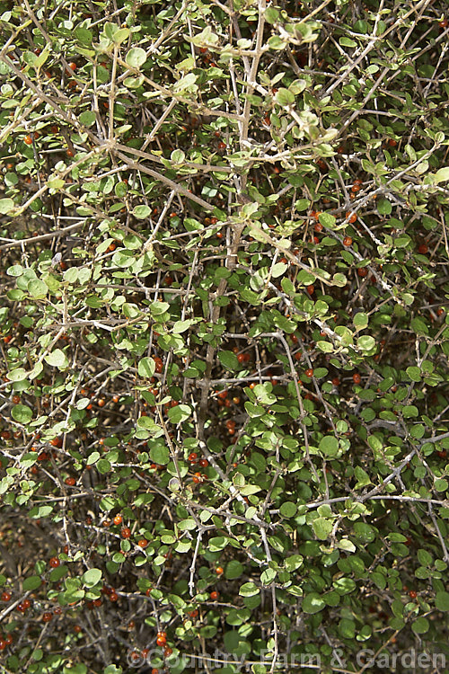 A strongly divaricating. Coprosma with orange-red fruit carried within the tangle of branches. This plant appears to be natural hybrid, possibly between Coprosma rhamnoides and Coprosma areolata. Order: Gentianales, Family: Rubiaceae