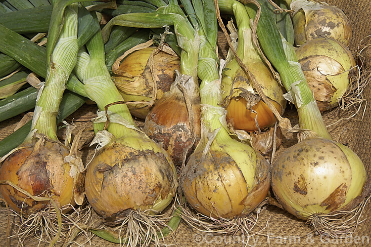 'Pukekohe. Long. Keeper' onions, a popular New Zealand Allium cepa cultivar, drying after having been lifted from a domestic vegetable garden. Properly dried and stored, this cultivar will easily keep through winter. allium-2045htm'>Allium.