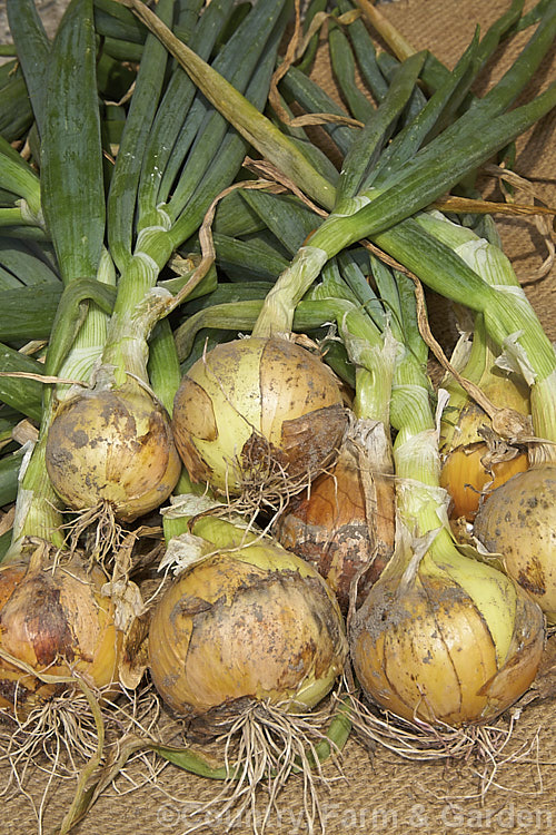 'Pukekohe. Long. Keeper' onions, a popular New Zealand Allium cepa cultivar, drying after having been lifted from a domestic vegetable garden. Properly dried and stored, this cultivar will easily keep through winter. allium-2045htm'>Allium.