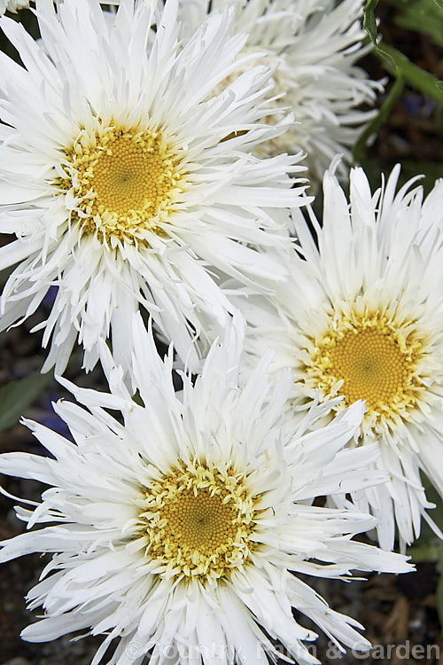 Leucanthemum x superbum 'Aglaia', a semi-double-flowered Shasta. Daisy. Also known as Chrysanthemum x superbum, these hybrids between Leucanthemum maximum and Leucanthemum lacustre are available in a variety of sizes, forms and colours. leucanthemum-2050htm'>Leucanthemum.