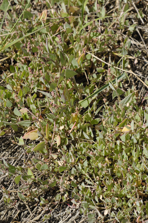 Orache (<i>Atriplex prostrata</i>), a coastal and estuarine perennial that is quite variable in appearance depending on its exposure to sun, wind and salt. In an exposed coastal position, it is often very low-growing, grey-green with a red tint to the stems and leaf margins. The clustered flowerheads also have a red tint Eurasian in origin, it is now widely naturalised. atriplex-3513htm'>Atriplex. Order: Caryophyllales, Family: Amaranthaceae