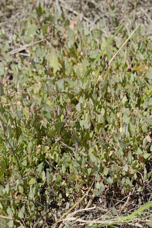 Orache (<i>Atriplex prostrata</i>), a coastal and estuarine perennial that is quite variable in appearance depending on its exposure to sun, wind and salt. In an exposed coastal position, it is often very low-growing, grey-green with a red tint to the stems and leaf margins. The clustered flowerheads also have a red tint Eurasian in origin, it is now widely naturalised. atriplex-3513htm'>Atriplex. Order: Caryophyllales, Family: Amaranthaceae