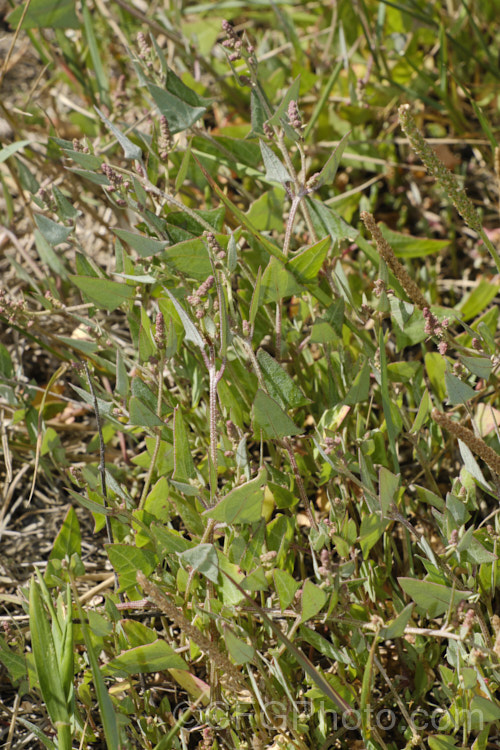 Orache (<i>Atriplex prostrata</i>), a coastal and estuarine perennial that is quite variable in appearance depending on its exposure to sun, wind and salt. In an exposed coastal position, it is often very low-growing, grey-green with a red tint to the stems and leaf margins. The clustered flowerheads also have a red tint Eurasian in origin, it is now widely naturalised. atriplex-3513htm'>Atriplex. Order: Caryophyllales, Family: Amaranthaceae