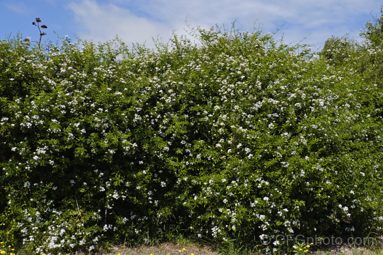 Azores. Jasmine (<i>Jasminum azoricum</i>), a sweetly scented, summer-flowering shrub or scrambling climber native to the Azores. It is rather frost tender but does well in any mild temperate to subtropical climate. jasminum-2201htm'>Jasminum. <a href='oleaceae-plant-family-photoshtml'>Oleaceae</a>.