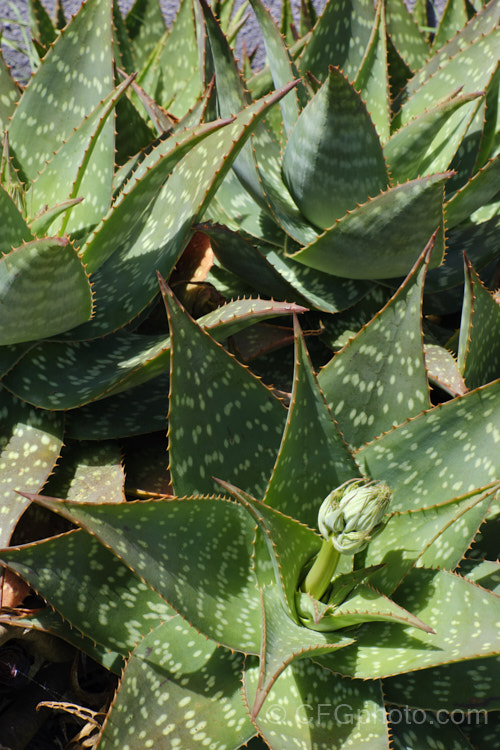 Soap. Aloe (<i>Aloe maculata [syn. Aloe saponaria]), a low, suckering succulent that forms a clump of rosettes of broad, mottled leaves up to 30cm long edged with sharp green to brown teeth. Its branched inflorescence is up to 1m tall Found in South Africa and Zimbabwe. Order: Asparagales, Family: Asphodelaceae