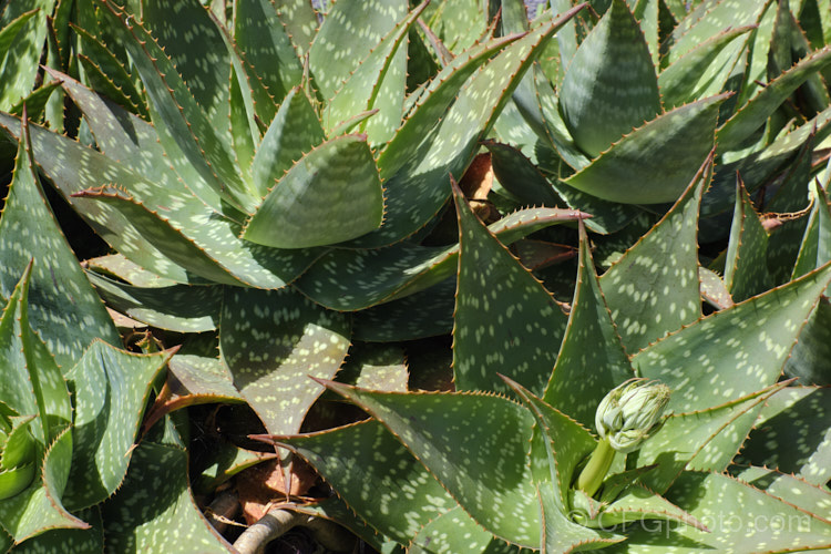 Soap. Aloe (<i>Aloe maculata [syn. Aloe saponaria]), a low, suckering succulent that forms a clump of rosettes of broad, mottled leaves up to 30cm long edged with sharp green to brown teeth. Its branched inflorescence is up to 1m tall Found in South Africa and Zimbabwe. Order: Asparagales, Family: Asphodelaceae