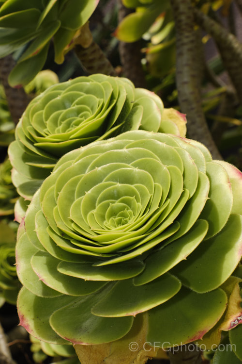 Foliage rosettes of <i>Aeonium arboreum</i>, a bushy succulent native to Gran Canaria Island It produces heads of small yellow flowers that open in early spring. Order: Saxifragales, Family: Crassulaceae