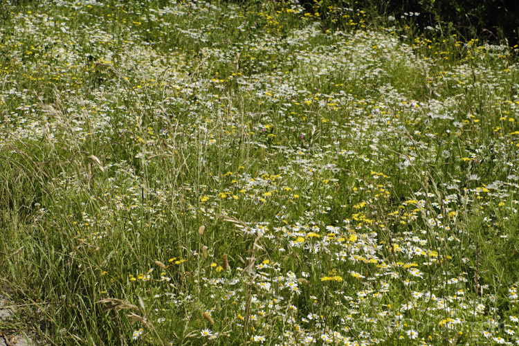 An area of wildflowers and weeds dominated by the white flowers of Mayweed or Stinking Chamomile (<i>Anthemis cotula</i>), an aromatic annual or short-lived perennial found naturally from Europe to North Africa and the Middle. East and widely naturalised as a weed in many temperate areas. anthemis-2193htm'>Anthemis.