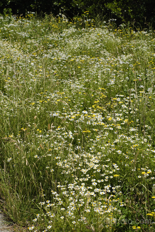 An area of wildflowers and weeds dominated by the white flowers of Mayweed or Stinking Chamomile (<i>Anthemis cotula</i>), an aromatic annual or short-lived perennial found naturally from Europe to North Africa and the Middle. East and widely naturalised as a weed in many temperate areas. anthemis-2193htm'>Anthemis.