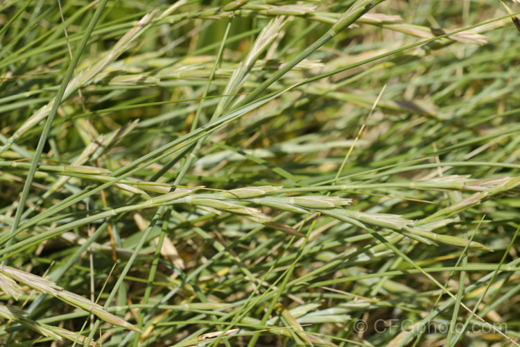 Sand Couch (<i>Elymus farctus [syn. Elytrigia juncea]), a rapid-spreading stoloniferous Eurasian grass that grows in coastal dunes, preferring to grow near the tide line. It is very salt tolerant and has been hybridised with wheat to produce salt-tolerant wheat. elymus-3639htm'>Elymus. .