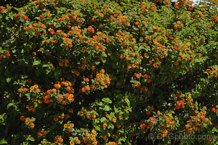 Shrub. Verbena (<i>Lantana camara</i>), widely grown as an ornamental this species, and originally from tropical America, this long-flowering evergreen shrub is very invasive in suitably warm, humid climates. lantana-3059htm'>Lantana. .