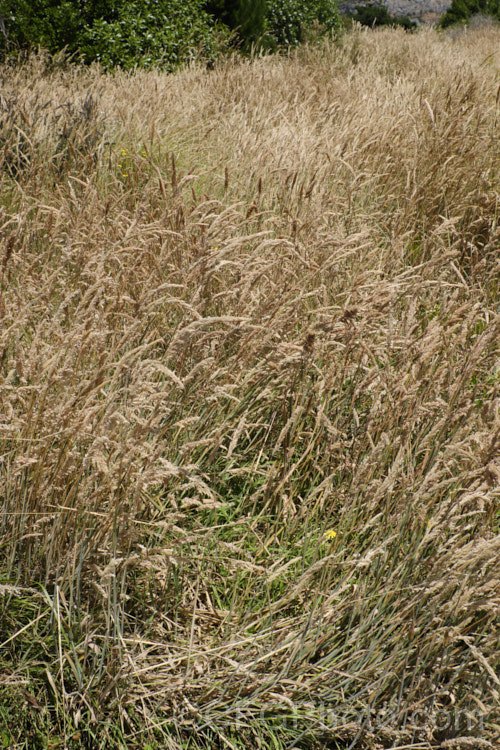 Meadow Foxtail (<i>Alopecurus pratensis</i>), a spring-flowering Eurasian perennial grass that has now become naturalised in many places. It grows to just over 1m tall and generally prefers moist, fertile areas. alopecurus-3495htm'>Alopecurus. .