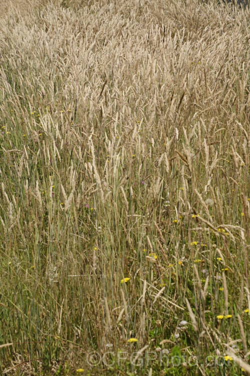 Meadow Foxtail (<i>Alopecurus pratensis</i>), a spring-flowering Eurasian perennial grass that has now become naturalised in many places. It grows to just over 1m tall and generally prefers moist, fertile areas. alopecurus-3495htm'>Alopecurus. .