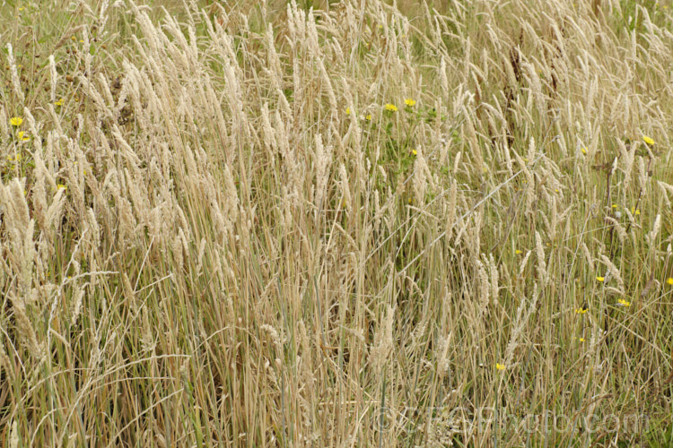 Meadow Foxtail (<i>Alopecurus pratensis</i>), a spring-flowering Eurasian perennial grass that has now become naturalised in many places. It grows to just over 1m tall and generally prefers moist, fertile areas. alopecurus-3495htm'>Alopecurus. .