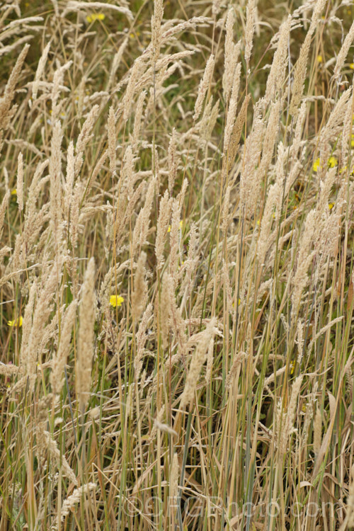 Meadow Foxtail (<i>Alopecurus pratensis</i>), a spring-flowering Eurasian perennial grass that has now become naturalised in many places. It grows to just over 1m tall and generally prefers moist, fertile areas. alopecurus-3495htm'>Alopecurus. .