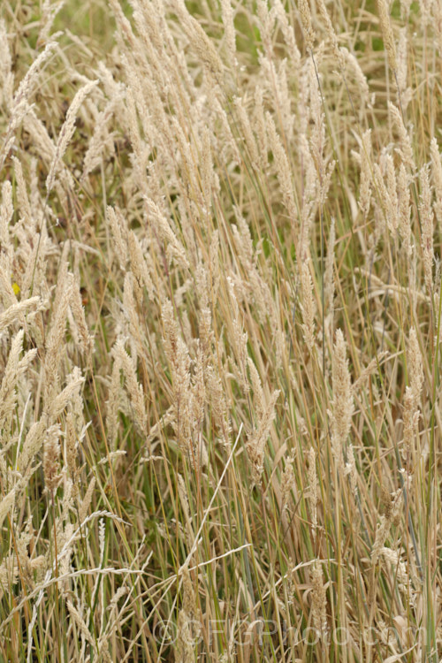 Meadow Foxtail (<i>Alopecurus pratensis</i>), a spring-flowering Eurasian perennial grass that has now become naturalised in many places. It grows to just over 1m tall and generally prefers moist, fertile areas. alopecurus-3495htm'>Alopecurus. .