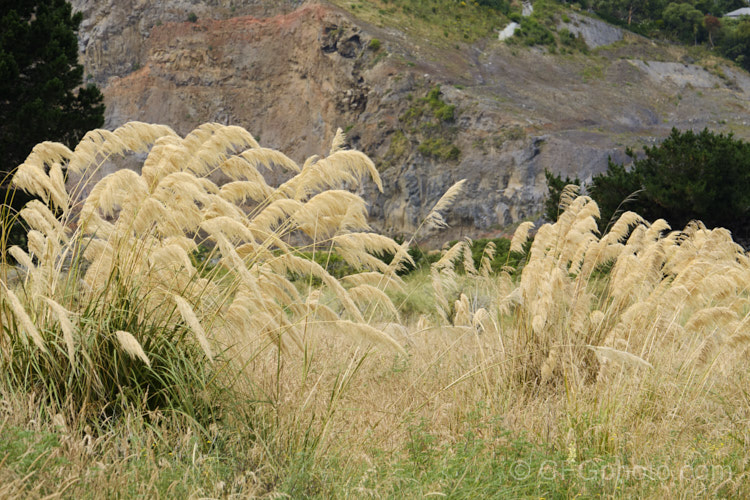 Toe. Toe (<i>Austroderia richardii [syn. Cortaderia richardii]), a 2-3m tall grass native to New Zealand It is superficially similar to the South American pampas grass (<i>Cortaderia selloana</i>) but has narrower leaves and less densely packed flower plumes. austroderia-3545htm'>Austroderia. .