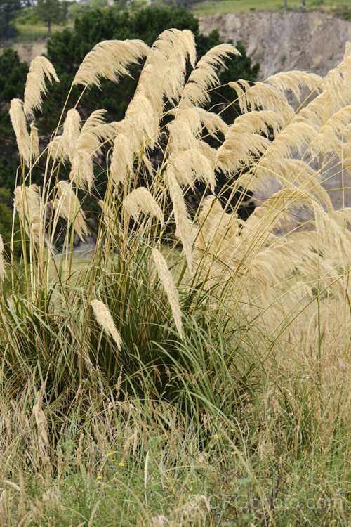 Toe. Toe (<i>Austroderia richardii [syn. Cortaderia richardii]), a 2-3m tall grass native to New Zealand It is superficially similar to the South American pampas grass (<i>Cortaderia selloana</i>) but has narrower leaves and less densely packed flower plumes. austroderia-3545htm'>Austroderia. .