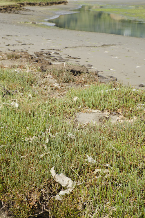 Beaded. Samphire or Beaded. Glasswort (<i>Sarcocornia quinqueflora [syn. Salicornia australis]), a carpeting coastal perennial or subshrub native to Australia and New Zealand It is notable for its ability to survive in salt-saturated soils. In sheltered places it can grow to 50cm tall but is usually kept much shorter by constant exposure to coastal winds. sarcocornia-3280htm'>Sarcocornia. Order: Caryophyllales, Family: Amaranthaceae