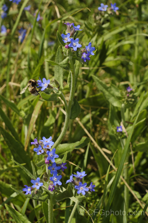 Chinese Forget-Me-Not or Chinese Hound's Tongue (<i>Cynoglossum amabile</i>), an upright, clump-forming, annual to 50cm high, with bristly leaves and heads of small, pale to deep blue flowers that open from mid- to late spring. It is native to temperate Asia and is seen here growing as wildflower or garden escape. cynoglossum-2845htm'>Cynoglossum.