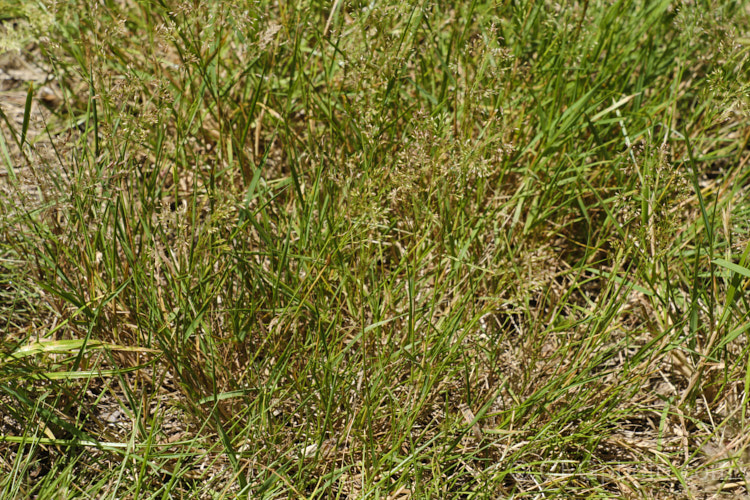 Annual Meadow Grass or Annual Rye (<i>Poa annua</i>), an low, spreading, annual or short-lived perennial grass that is widespread in the temperate zones. It may have originated as a natural hybrid between Poa supina and Poa infirma. Although sometimes cultivated as fodder, it often appears as a weed. poa-3227htm'>Poa. .