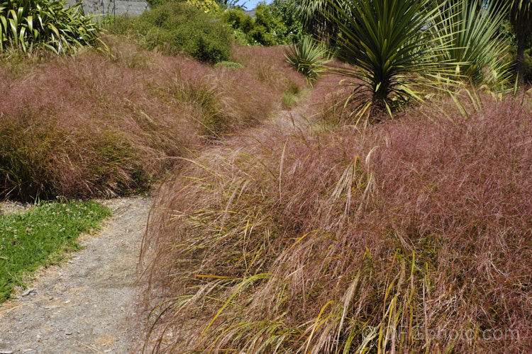 Pheasant's Tail Grass (<i>Anemanthele lessoniana [syns. Oryzopsis lessoniana, Stipa arundinacea]) with an abundance of seedheads. This fine-leafed, clumping grass with airy, feathery flower has billowing seed heads up to 1m tall It is native to New Zealand and in autumn and winter the foliage will often develop bright bronze to orange-brown tones. Order: Poales, Family: Poaceae