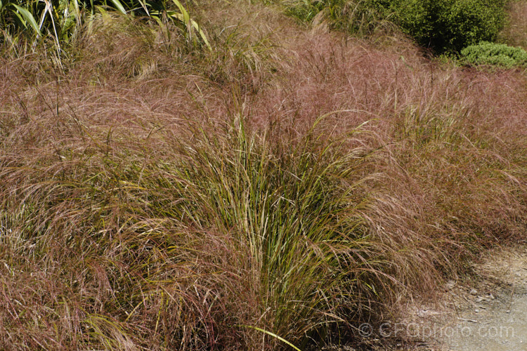 Pheasant's Tail Grass (<i>Anemanthele lessoniana [syns. Oryzopsis lessoniana, Stipa arundinacea]) with an abundance of seedheads. This fine-leafed, clumping grass with airy, feathery flower has billowing seed heads up to 1m tall It is native to New Zealand and in autumn and winter the foliage will often develop bright bronze to orange-brown tones. Order: Poales, Family: Poaceae