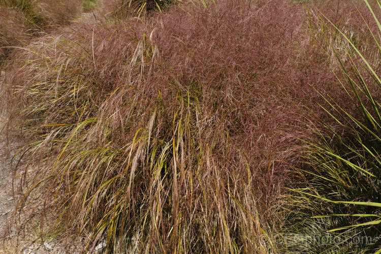 Pheasant's Tail Grass (<i>Anemanthele lessoniana [syns. Oryzopsis lessoniana, Stipa arundinacea]) with an abundance of seedheads. This fine-leafed, clumping grass with airy, feathery flower has billowing seed heads up to 1m tall It is native to New Zealand and in autumn and winter the foliage will often develop bright bronze to orange-brown tones. Order: Poales, Family: Poaceae