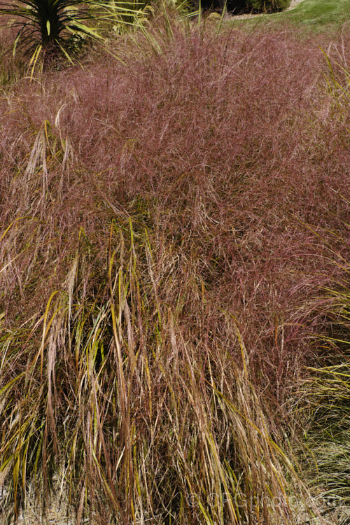 Pheasant's Tail Grass (<i>Anemanthele lessoniana [syns. Oryzopsis lessoniana, Stipa arundinacea]) with an abundance of seedheads. This fine-leafed, clumping grass with airy, feathery flower has billowing seed heads up to 1m tall It is native to New Zealand and in autumn and winter the foliage will often develop bright bronze to orange-brown tones. Order: Poales, Family: Poaceae