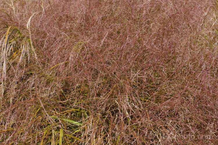 Pheasant's Tail Grass (<i>Anemanthele lessoniana [syns. Oryzopsis lessoniana, Stipa arundinacea]) with an abundance of seedheads. This fine-leafed, clumping grass with airy, feathery flower has billowing seed heads up to 1m tall It is native to New Zealand and in autumn and winter the foliage will often develop bright bronze to orange-brown tones. Order: Poales, Family: Poaceae