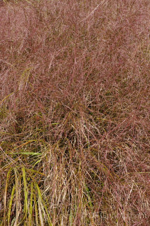 Pheasant's Tail Grass (<i>Anemanthele lessoniana [syns. Oryzopsis lessoniana, Stipa arundinacea]) with an abundance of seedheads. This fine-leafed, clumping grass with airy, feathery flower has billowing seed heads up to 1m tall It is native to New Zealand and in autumn and winter the foliage will often develop bright bronze to orange-brown tones. Order: Poales, Family: Poaceae