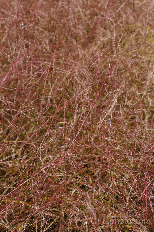 Pheasant's Tail Grass (<i>Anemanthele lessoniana [syns. Oryzopsis lessoniana, Stipa arundinacea]) with an abundance of seedheads. This fine-leafed, clumping grass with airy, feathery flower has billowing seed heads up to 1m tall It is native to New Zealand and in autumn and winter the foliage will often develop bright bronze to orange-brown tones. Order: Poales, Family: Poaceae