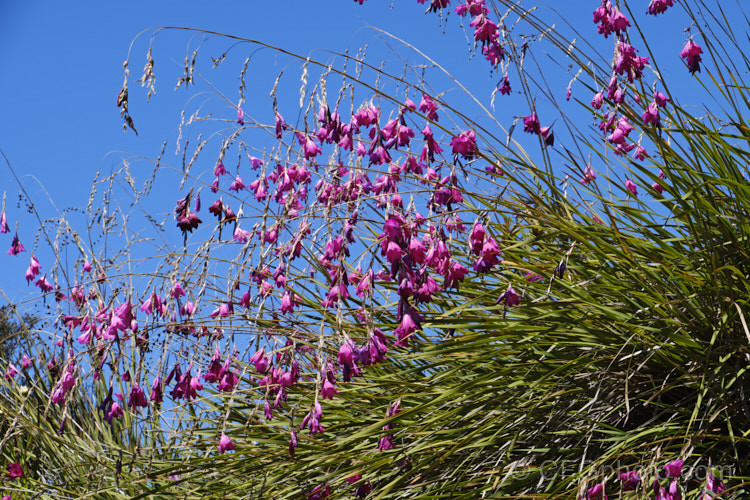 Wand. Flower, Lady's Wand or Angel's Fishing. Rod (<i>Dierama pulcherrimum</i>), a summer-flowering bulb native to South Africa. Its arching flower stems are up to 18m long. dierama-2685htm'>Dierama.