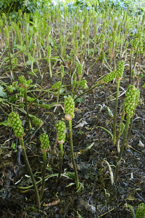 The maturing fruits of the Common Arum or Italian Arum (<i>Arum italicum</i>), a perennial found in several forms from southern Europe to western Asia. After flowering in late winter to spring, the foliage dies away to reveal these developing fruiting stems, which will become orange when ripe. Common arum often naturalises in gardens and can form large patches. arum-2367htm'>Arum.