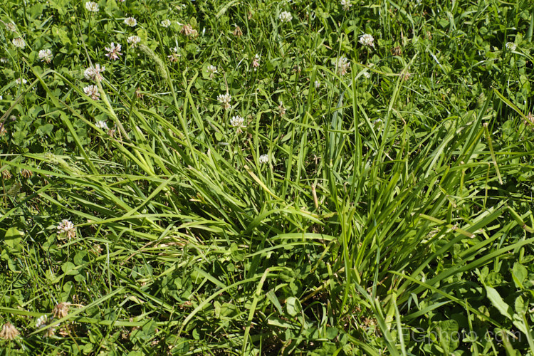 Creeping Bent. Grass (<i>Agrostis stolonifera</i>), a perennial grass, originally native to Eurasia and North Africa, but now widely naturalised in the temperate zones. It spreads by stolons and can form large mats, the stems growing sideways before turning up. Although often rather invasive and weedy, it is a good fodder grass and is extensively used as a sports turf. agrostis-3641htm'>Agrostis. .