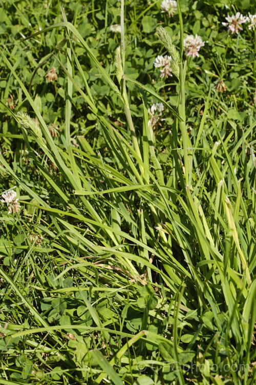 Creeping Bent. Grass (<i>Agrostis stolonifera</i>), a perennial grass, originally native to Eurasia and North Africa, but now widely naturalised in the temperate zones. It spreads by stolons and can form large mats, the stems growing sideways before turning up. Although often rather invasive and weedy, it is a good fodder grass and is extensively used as a sports turf. agrostis-3641htm'>Agrostis. .