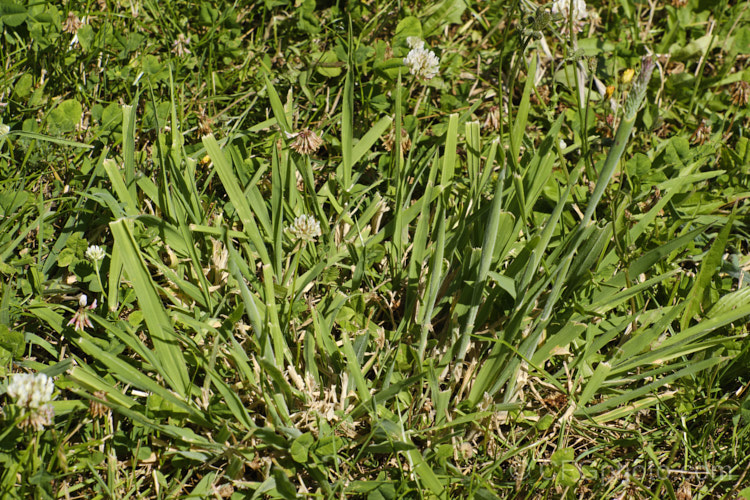 Creeping Bent. Grass (<i>Agrostis stolonifera</i>) regrowing after being roughly mown. This perennial grass, originally native to Eurasia and North Africa, is now widely naturalised in the temperate zones. It spreads by stolons and can form large mats, the stems growing sideways before turning up. Although often rather invasive and weedy, it is a good fodder grass and is extensively used as a sports turf. agrostis-3641htm'>Agrostis. .